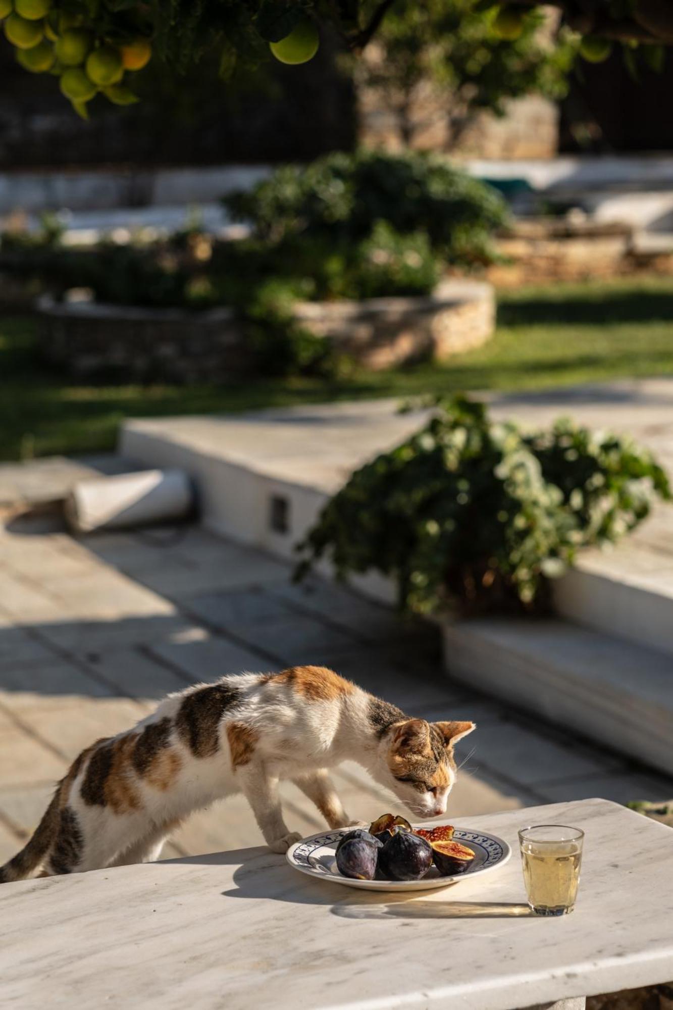 Romano Garden House - Land Tales Agios Romanos Екстер'єр фото